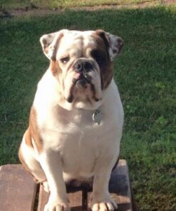 Mr. Peanut's Grooming Glove Brush and Deshedding Aid - Pet Hair Remover Mitt - for Long and Short Hair Grooming of Dogs, Horses, Bunnies and Some Agreeable Cats 40 610UNNAB nL