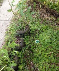 Neogen Ramik Green Fish Flavored Weather Resistant Rodenticide Nuggets, 4 lb bag 4-pound pouch 41 610WO7hKPYL