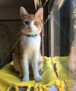 Kitty Cot Original World's Best Cat Perch (Large) Black Color Kitty Cot Large 50 610a0TpC2bL