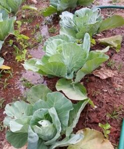 Survival Essentials Garden Heirloom Seed Vault, 100 Variety, Over 17,500 Vegetable, Fruit, and Herbs Seeds, Non-GMO, Non-Hybrid, Plus Free Microgreens Kit 38 610i1urAgAL