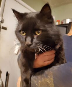 GoTags Stainless Steel Pet ID Tags, Personalized Dog Tags and Cat Tags, up to 8 Lines of Custom Text, Engraved on Both Sides, in Bone, Round, Heart, Bow Tie and More Regular (Pack of 1) 29 610jt6yOzBL