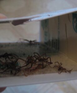 Catchmaster Mouse & Insect Super Glue Traps 30PK, Mouse Traps Indoor for Home, Extra Strength Sticky Pest Control Adhesive Tray for Catching Bugs, Rats & Rodents, Non Toxic Bulk Pre-Baited Glue Boards 46 610kYO6Yk5L