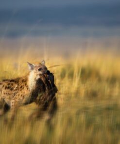 Sigma 150-600mm 5-6.3 Sports DG OS HSM Lens for Canon Canon SLR Mount US Version 124 610nQ4twMvL