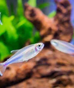 Aquatic Arts Algae Wafers (8 Ounce) Sinking Food for Live Aquarium Shrimp, Fish (Pleco/Tetra), Snails, and Bottom Feeders | High Protein Spirulina Blend Fish Food for Fish Tank Aquariums 28 610smLisrWS