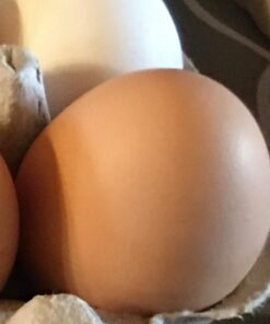 Manna Pro Crushed Oyster Shell Calcium Supplement For Laying Chickens - Poultry Treat - 5 lbs. 5 Pound (Pack of 1) 40 610uZIUhNKL