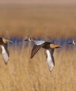 Alternative view of BGC Teal Call