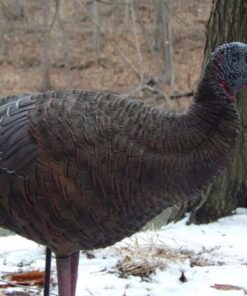 AVIAN-X LCD Breeder Hen Turkey Decoy | Durable Realistic Lifelike Collapsible Standing Hunting Decoy with Carry Bag & Stake, AVX8008 31 610zxpRft6L