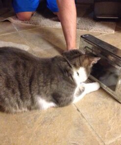 JT Eaton 421CL Repeater Multiple Catch Mouse Trap with Clear Inspection Window 15 6110VwjRAZL