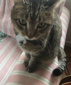 Tile Mate (2016) - 1 Pack - Discontinued by Manufacturer 35 6111W2PNIGL