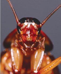 Alternative view of Boric Acid Granular Powder 5 Lb. Create Your own Solution