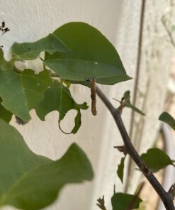 Safer Brand 5163 Caterpillar Killer II Concentrate, 16 Oz For Insects 1 Pack 25 6118BH5AyCL