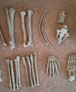 Fun Express Bag of Skeleton Bones - 28 Piece Set 20 611D5Nzo1KL