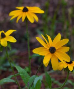 Sigma 1.4x Teleconverter TC-1401 for Canon Canon SLR Mount 21 611FWpoEoL