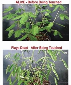 Zombie Plant Greenhouse Grow KIT- (Touch It and It Plays Dead!) Unique Nature Kit- Grow a Fun House Plant That Plays Dead When You Touch It! Comes Back to Life in Minute. Unique Christmas Gift Idea 20 611M6ZW02wL