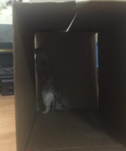 KONG - Naturals Premium Catnip - Premium North American Grown - 2 Ounce 36 611SfGAj4lL