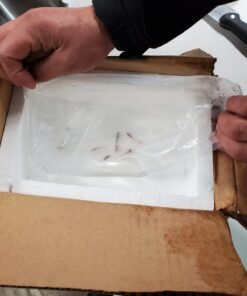 WorldwideTropicals Live Freshwater Aquarium Fish - 5-Pack of Mixed Color Male Guppies - by Live Tropical Fish - Great For Aquariums - Populate Your Fish Tank! 30 611SvuMbT8L