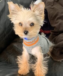 Virbac C.E.T. Enzymatic Oral Hygiene Chews, Small Dog, 30 Count,Beef,0.65 pounds 8.4 Ounce (Pack of 1) Blue 22 611WJK78WDL