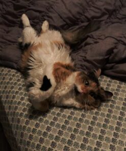 Comfort Zone Feliway Diffuser Refills for Cats and Kittens, 2 Pack 35 611Yvf4a7QL