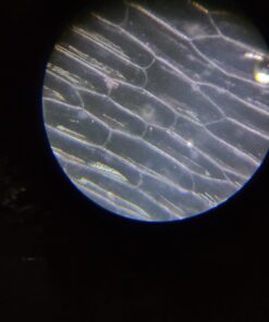 AmScope M162C-2L-PB10-WM-SP14-50P100S 40X-1000X Beginners Microscope Kit for Kids & Students w/Complete Science Accessory Kit + World of The Microscope Book 60 611Zeaoz 8L 1