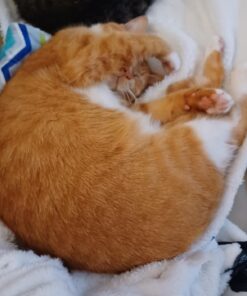 Hudson Baby Unisex Baby Plush Mink and Sherpa Blanket, Blue, One Size 15 611l9bQpmaL