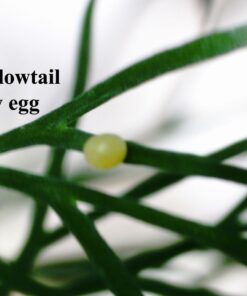 Celestron 44314 FlipView Handheld LCD Microscope (Grey) 32 611p1giyhBL