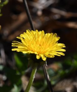 Nikon D500 DX-Format Digital SLR with 16-80mm ED VR Lens Black 53 611qdzcuciL