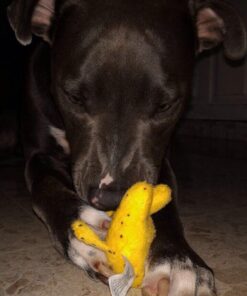 Plush Neon Dogs (1 dozen) - Bulk, Assorted Colors 21 611s0QJPVwL