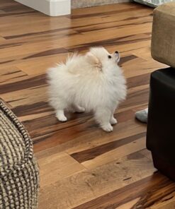 Wellness Soft Puppy Bites Natural Grain-Free Treats for Training, Dog Treats with Real Meat and DHA, No Artificial Flavors (Lamb & Salmon, 3-Ounce Bag) Soft Treats Lamb & Salmon 3 oz 29 611vMVs2feL