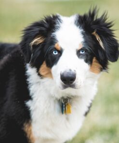 Petstages Orka Mini Dental Dog Chew Toys - 3 Pack Dental Chew 3 Pk 39 6123ZnI0KtL