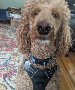 GoTags Stainless Steel Pet ID Tags, Personalized Dog Tags and Cat Tags, up to 8 Lines of Custom Text, Engraved on Both Sides, in Bone, Round, Heart, Bow Tie and More Rectangle Regular (Pack of 1) 32 6124 Cz3ADL