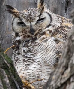 Tamron SP 150-600mm F/5-6.3 Di VC USD G2 for Canon Digital SLR Cameras Lens Only 43 6126AV4DkmL