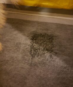 Alpha Paw - Odor Eliminating Pee Pads for Dogs, Extra Thick Disposable Leak-Proof Dog Pads, Quick-Dry, Non-Slip Backing, With Pheromones To Attract Your Dog Standard (22"x 23") 29 6126klQWetL