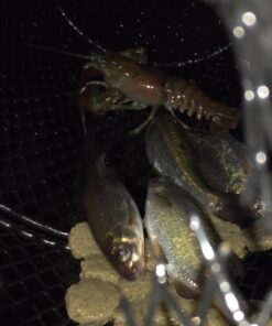 Eagle Claw Minnow Trap Black, 9-Inch x 16-1/2-Inch 9 612IoVRsSxL