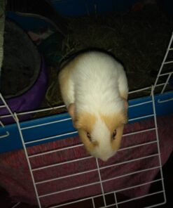 Kaytee All Natural Timothy Hay for Guinea Pigs, Rabbits & Other Small Animals, 6 Pound 6 Pound (Pack of 1) 35 612LBq KcgL