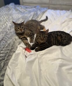 Royal Canin Feline Health Nutrition Kitten Dry Cat Food, 15 lb bag 15 Pound (Pack of 1) 39 612P15Qd hL