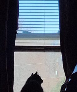 Meow Mix Tender Favorites Wet Cat Food, Poultry & Beef Variety Pack, 2.75 Ounce (Pack of 24) (Packaging May Vary) Variety Pack: Poultry & Beef 2.75 Ounce (Pack of 24) 41 612QblkohUL