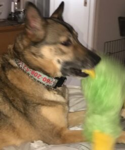 DreamBone DreamSticks, Rawhide Free Dog Chew Sticks Made with Real Chicken and Vegetables, 15 Sticks 15 Count 23 612WG66wZIL