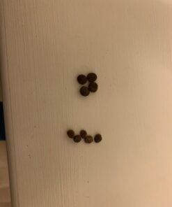 Merrick Grain Free Puppy Chicken Sweet Potato Recipe Dry Dog Food (4 lb) Puppy Real Chicken + Sweet Potato 4 Pound (Pack of 1) 32 612cpiQdxIL