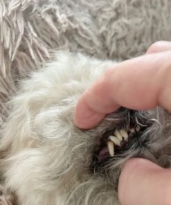 Vet’s Best Enzymatic Dog Toothpaste | Teeth Cleaning and Fresh Breath Dental Care Gel | Vet Formulated | 3.5 Ounces 1 Count 41 612figw9YgL