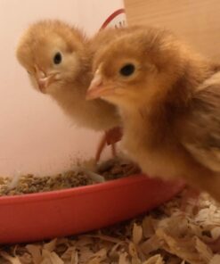 Scratch and Peck Feeds Cluckin' Good Chick Grit - 7 lbs - Gizzard Development Supplement for Baby Chicks and Ducklings - Crushed Quartzite/Granite 7 Pound (Pack of 1) Chick Grit - 7-lbs 20 612iDTayiSL