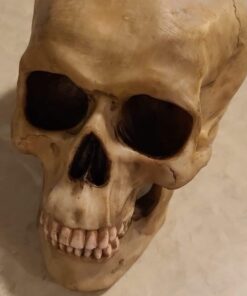 Grinning Highly Realistic Replica Human Skull Statue Home Décor 6.5x4.25x4.6" 31 612ifBnaCIL