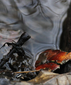 Canon EF-S 55-250mm f/4.0-5.6 is II Telephoto Zoom Lens Base Standard Packaging 56 612lPln0U8L