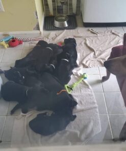 IMPROVIA® Washable Underpads, 34" x 36" (Pack of 4) - Heavy Absorbency Reusable Bedwetting Incontinence Pads for Kids, Adults, Elderly, and Pets - Waterproof Protective Pad for Bed, Couch, Sofa, Floor 4 Pack - 34x36 36 612ofcRkKL