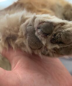 Pawstruck USDA Organic Natural Ruff Relief Wax Balm for Dogs – Moisturizes, Protects, and Heals Noses & Paws – Made in USA, Non-Toxic, Hypoallergenic - 1.75 oz 37 612peJjDQvL