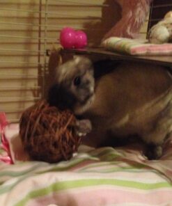 Ware Manufacturing Willow Branch Ball for Small Animals - 4-inch 1-Pack 22 612qFVAdidL