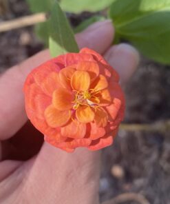 Outsidepride Zinnia Elegans Lilliput Heat & Drought Tolerant Garden Cut Flower Mix - 1000 Seeds Lilliput Mix 49 612qLEh3dTL