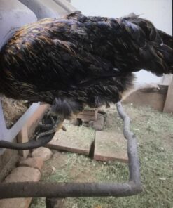 Little Giant® Plastic Chicken Nesting Box | Chicken Nest Box for Laying Hens | Chicken Bed | Egg Laying Chicken Box | Chicken Perch | Nesting Box for Chicken Coops 20 612rj5K7qlL