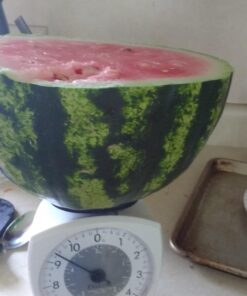 Heirloom Vegetable Seeds Non GMO Survival Seed Kit - Part of Our Legacy and Heritage - 50 Varieties 100% Naturally Grown- Best for Gardeners Who Raise Their Own Healthy Food 1 47 612t4kF8vnL