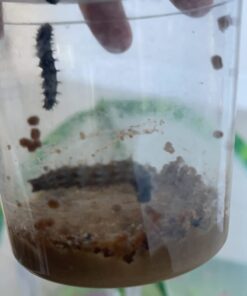 Butterfly Garden: Farm Habitat and Live Cup of Caterpillars – Life Science & STEM Education Butterfly Farm 36 612tdQ7DSdL 1