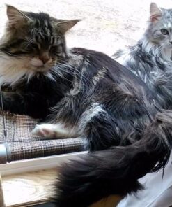 Kitty Cot Original World's Best Cat Perch (Large) Black Color Kitty Cot Large 41 612tyVhSFGL